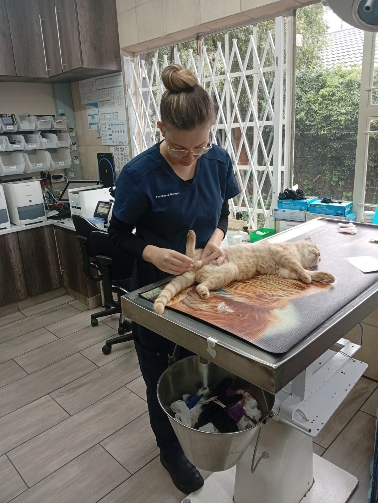 Fransesca tending to a cat in the treatment room