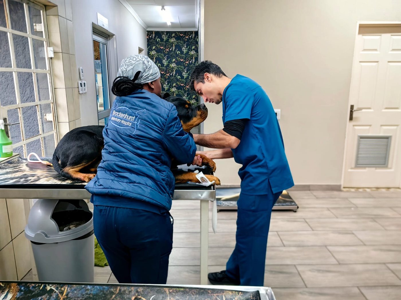 A vet and an assistant examining a dog in the consulting room
