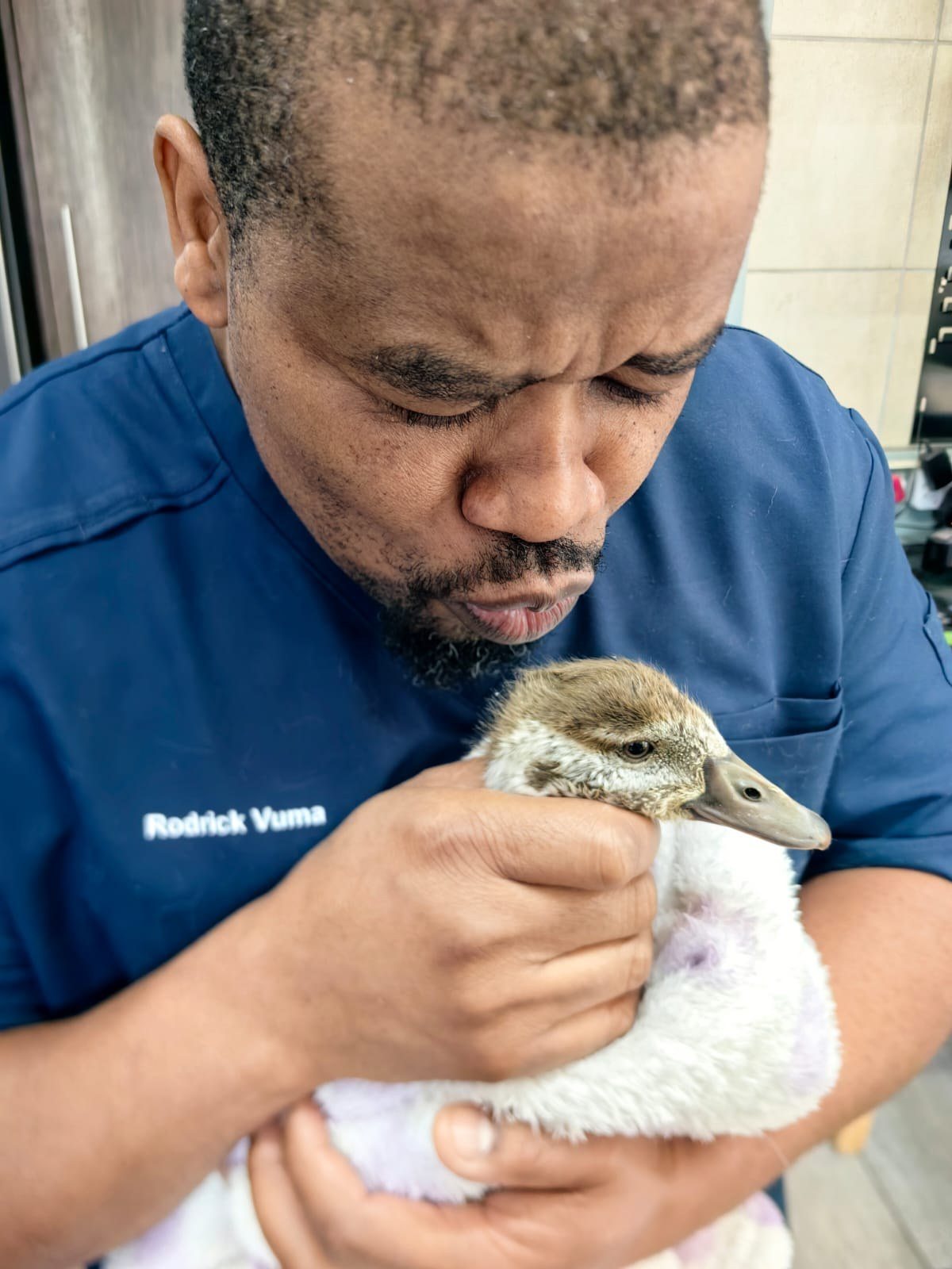 Rodrick comforting a rescued gosling