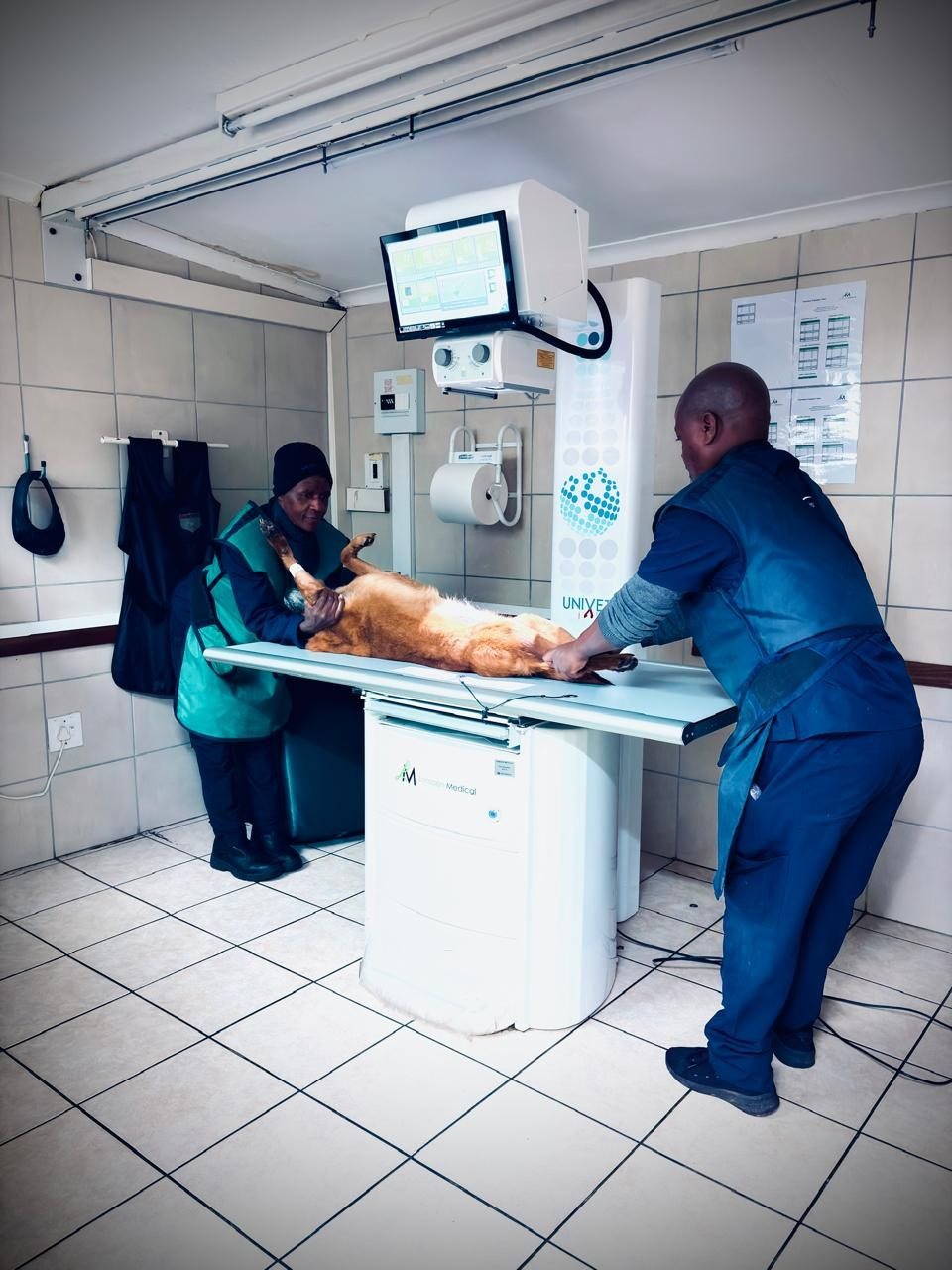 Two of the team positioning a dog in our digital X-ray room