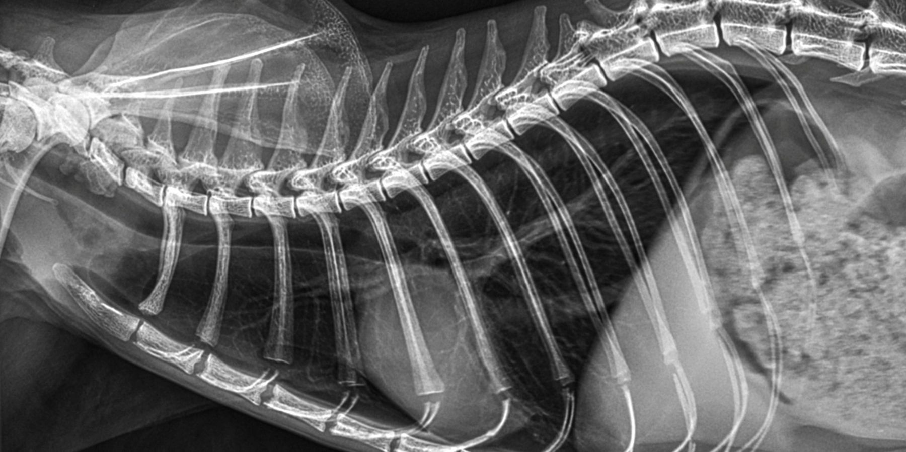 A digital X-ray taken in-house